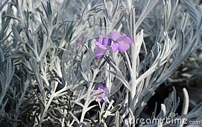 Violet flowers and white hairy leaves of Eremophila Nivea, known also as Silky eremophila. Stock Photo