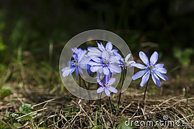 Violet forest flower common hepatica Stock Photo