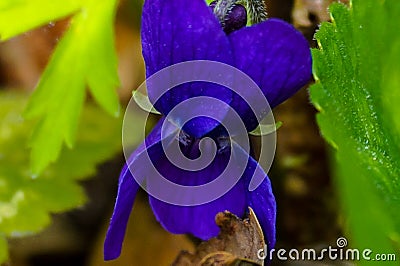 Violet forest flower Stock Photo