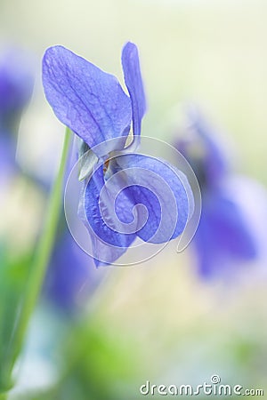 Violet fragrance Stock Photo