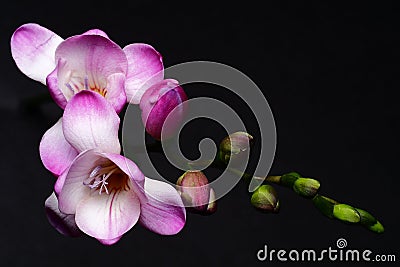 Freesia flower Stock Photo