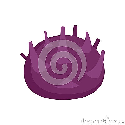 Violet fresh cabbage icon flat isolated vector Vector Illustration