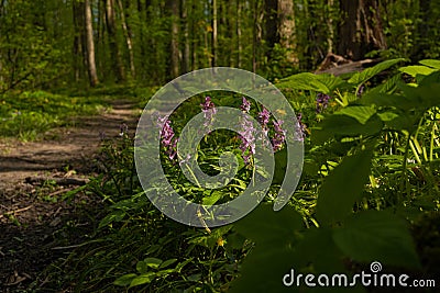 Violet fumewort plant at forest thickets dirt road, dangerous mountain bike route, mysterious romantic mood, tree trunks Stock Photo