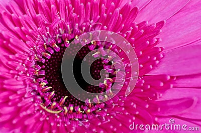 Violet Gerbera Flower Close-up Macro Stock Photo