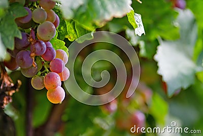 Violet grape cluster Stock Photo