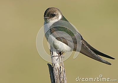 Violet-green Swallow Stock Photo