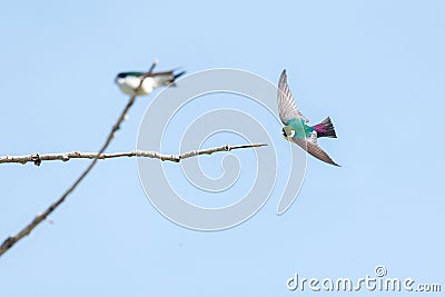 Violet green swallow Stock Photo