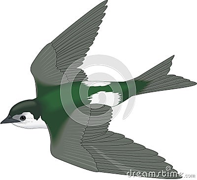 Violet Green Swallow Flying Illustration Vector Illustration