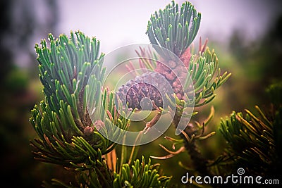 Violet growing pine cone on green branch of cedar. Taiga plans in morning light. Alpine nature closeup. Coniferous tree Stock Photo