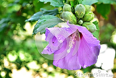 Violet hibiscus flower with rain drops Stock Photo