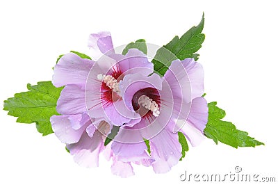 Violet hibiscus flowers with green leaves Stock Photo