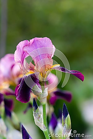 Violet iris Stock Photo