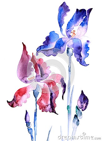violet iris Stock Photo