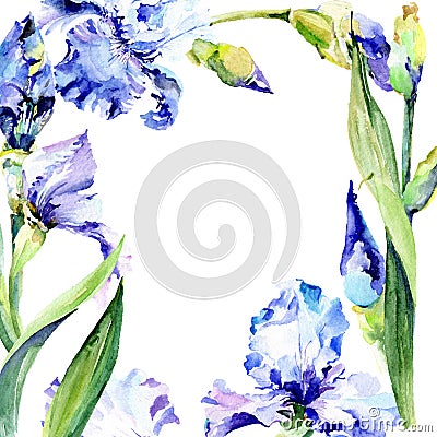 Violet iris floral botanical flowers. Watercolor background illustration set. Frame border ornament square. Cartoon Illustration