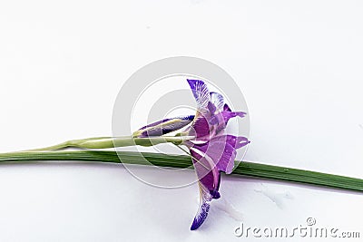 Violet iris flower on a green stalk on a white background. Stock Photo