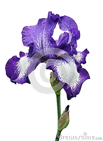 Violet iris flower isolated Stock Photo