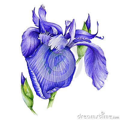 Violet iris flower watercolor illustration. Wild purple bearded single iris in a full bloom with a bud hand drawn image. Fresh gar Cartoon Illustration