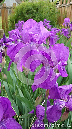 Violet Iris flowers in full bloom Stock Photo