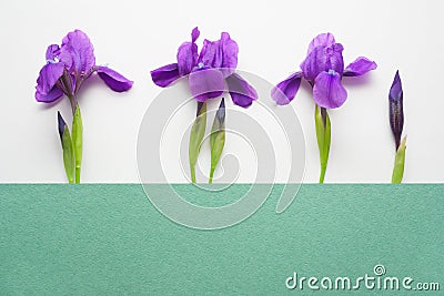 Violet iris flowers on a light background with green strip for copy space. Stock Photo