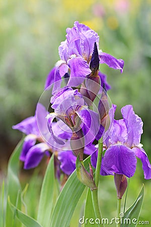 Violet Iris Flowers Stock Photo