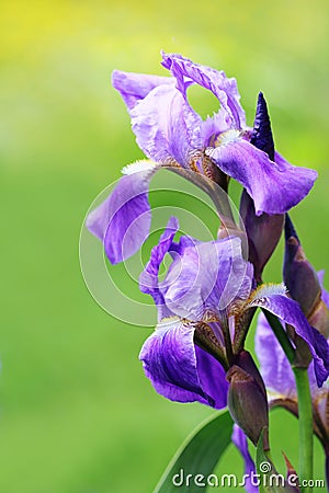 Violet Iris Flowers Stock Photo