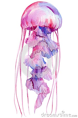 Violet Jellyfish on a white background, watercolor illustration wildlife. Cartoon Illustration