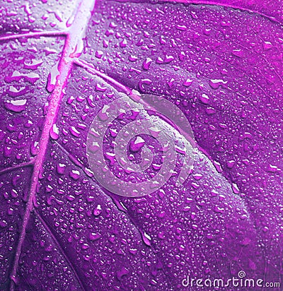 Violet laef with drops. Nature background. Saturation color Stock Photo