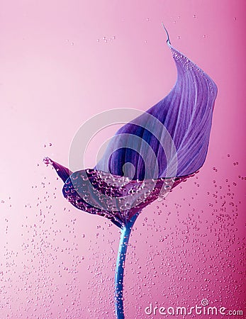 Violet laef with drops in pink water Stock Photo