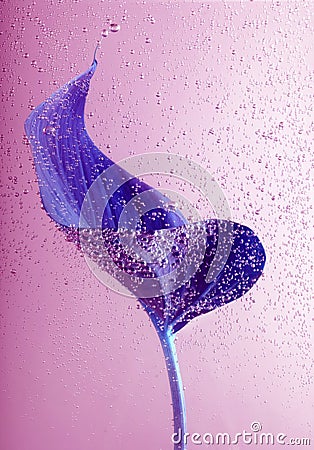 Violet laef with drops in pink water Stock Photo