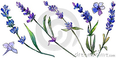 Violet lavender. Floral botanical flower. Wild spring leaf wildflower isolated. Stock Photo