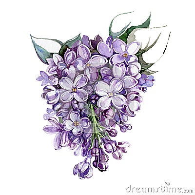 Violet lilac bunch with flowers and leaves watercolor illustration. Hand drawn purple syringa tender flowers in a full bloom with Cartoon Illustration