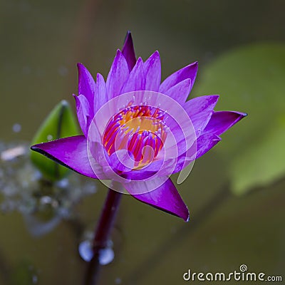 Violet Lotus Flower Closeup Stock Photo