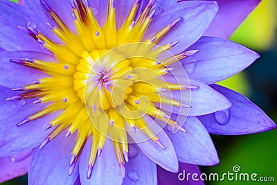 Violet Lotus Flower Closeup Stock Photo