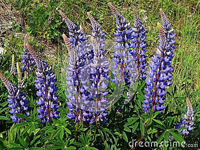 The violet lupine bean Stock Photo