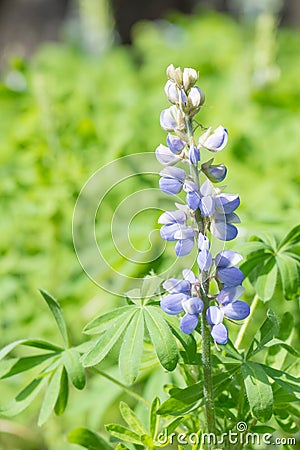 Violet Lupine Flower Stock Photo