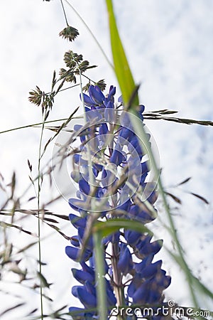 Violet lupine flower on a summer meadow on a sky background Stock Photo