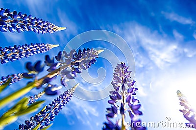 Violet Lupine Flowers Stock Photo