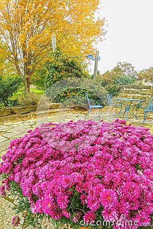 Violet Mums in Fall with Yellow Fall Tree in Back Stock Photo