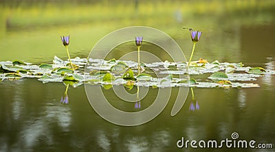 Violet Nymphaea lotus flowers reflection on the water Stock Photo