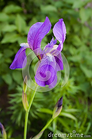 Violet one iris flower in the garden on green background Stock Photo