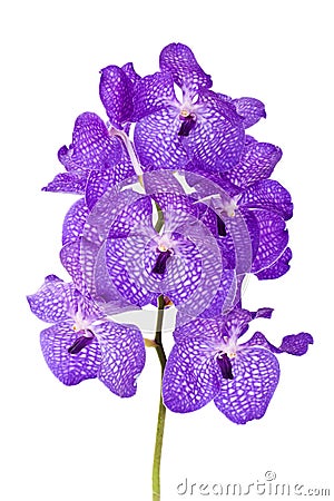 Violet orchid Stock Photo