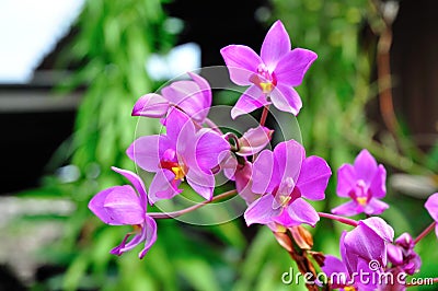 Violet orchid Stock Photo