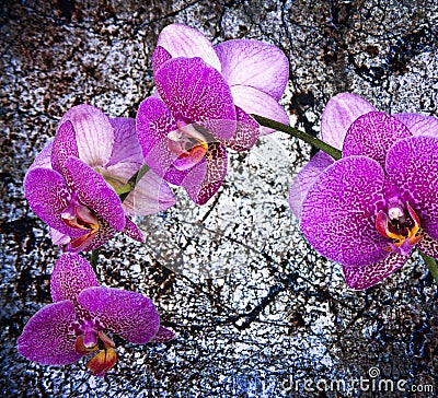 Violet orchid Stock Photo