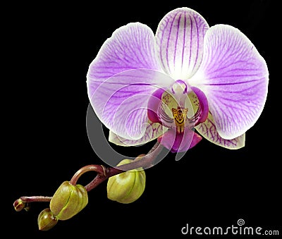Violet orchid flower Stock Photo