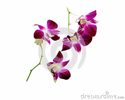 Violet orchid isolated on white background Stock Photo