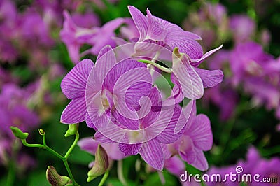 Violet Orchid in Thailand Stock Photo