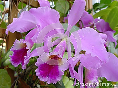 Violet orchids Stock Photo