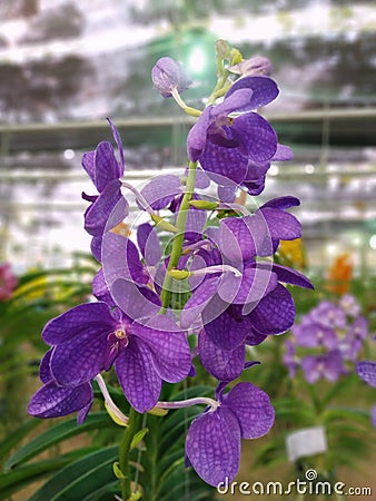 Violet orchids bloom beautifully in the garden, branches of orchid flowers. Stock Photo