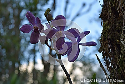 Violet Orchids with blue sky in background Stock Photo