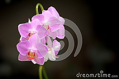 Violet Orchids Stock Photo